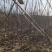 大樱桃苗苗圃基地供货，品质保证，量大从优，欢迎咨询