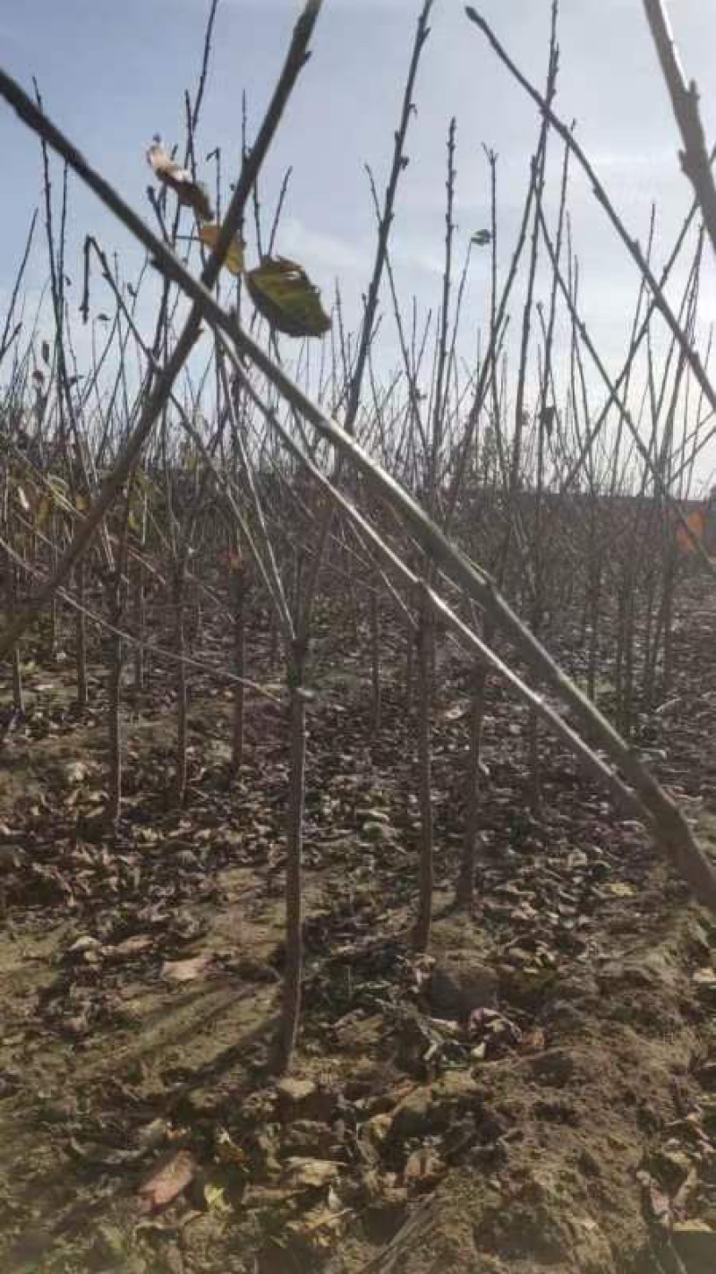 大樱桃苗苗圃基地供货，品质保证，量大从优，欢迎咨询
