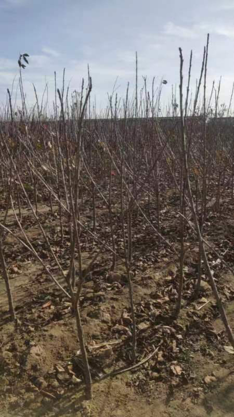 大樱桃苗苗圃基地供货，品质保证，量大从优，欢迎咨询