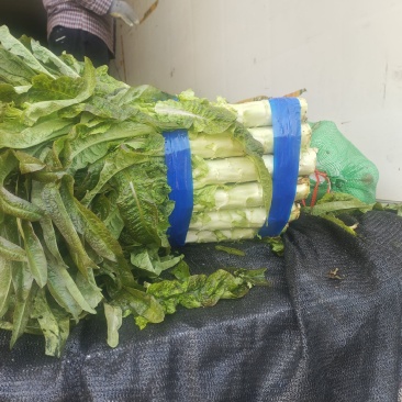 红叶香莴苣大量上市中，货源充足，质量好，耐运输，莒养价高