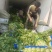 红叶香莴苣大量上市中，货源充足，质量好，耐运输，莒养价高