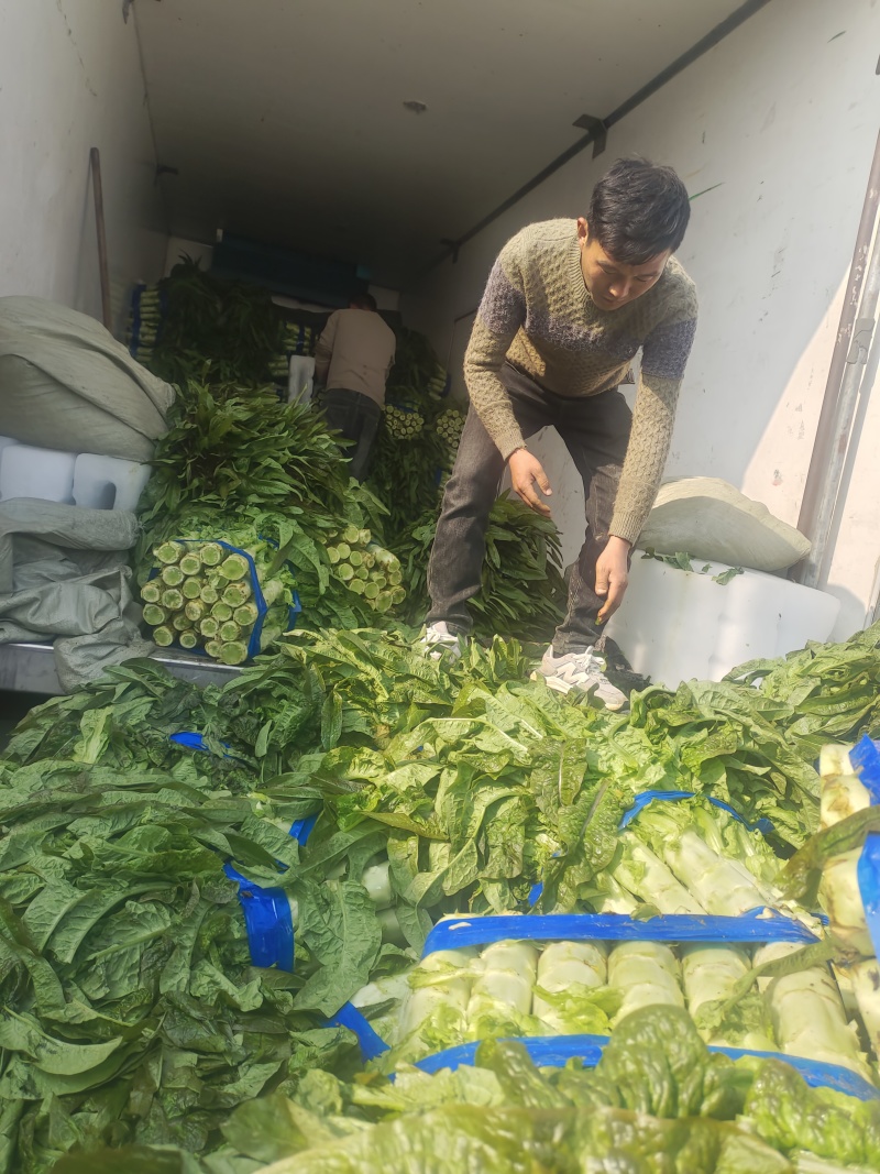 红叶香莴苣大量上市中，货源充足，质量好，耐运输，莒养价高