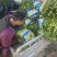 红叶香莴苣大量上市中，货源充足，质量好，耐运输，莒养价高