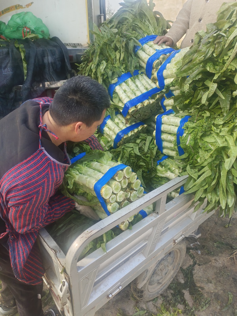 红叶香莴苣大量上市中，货源充足，质量好，耐运输，莒养价高
