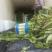 红叶香莴苣大量上市中，货源充足，质量好，耐运输，莒养价高
