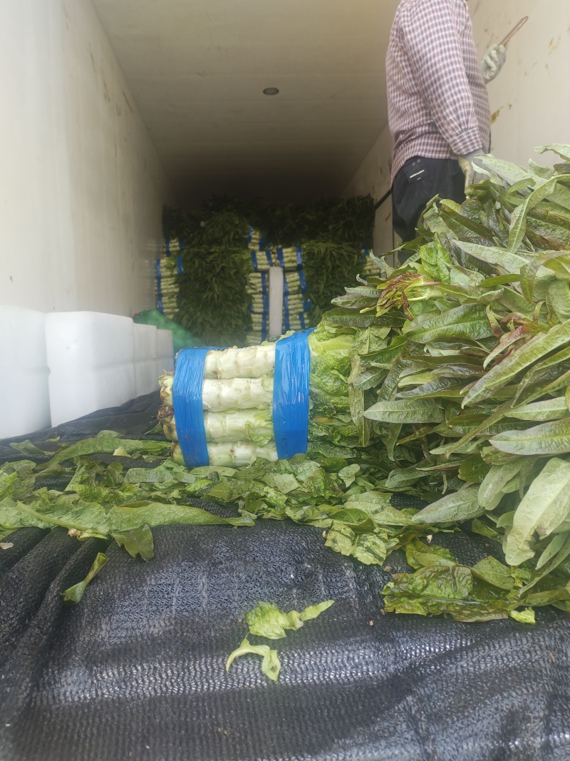 红叶香莴苣大量上市中，货源充足，质量好，耐运输，莒养价高