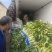 红叶香莴苣大量上市中，货源充足，质量好，耐运输，莒养价高