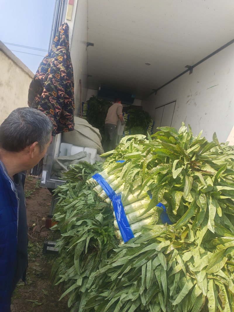 红叶香莴苣大量上市中，货源充足，质量好，耐运输，莒养价高