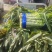 红叶香莴苣大量上市中，货源充足，质量好，耐运输，莒养价高
