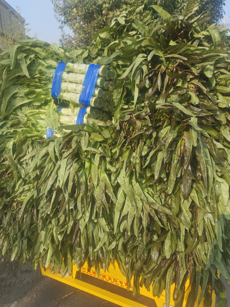 红叶香莴苣大量上市中，货源充足，质量好，耐运输，莒养价高
