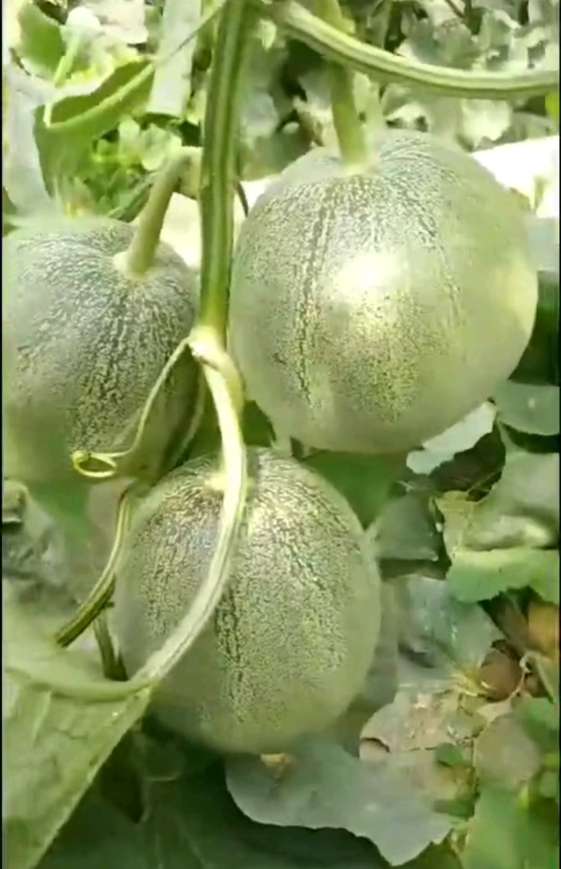 景甜香翠3号/袋/5g抗病丰产香脆甜