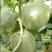 景甜香翠3号/袋/5g抗病丰产香脆甜