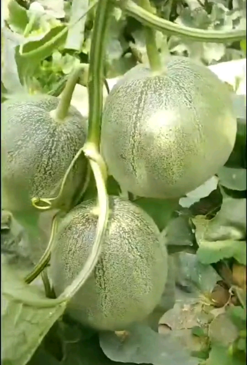 景甜香翠3号/袋/5g抗病丰产香脆甜