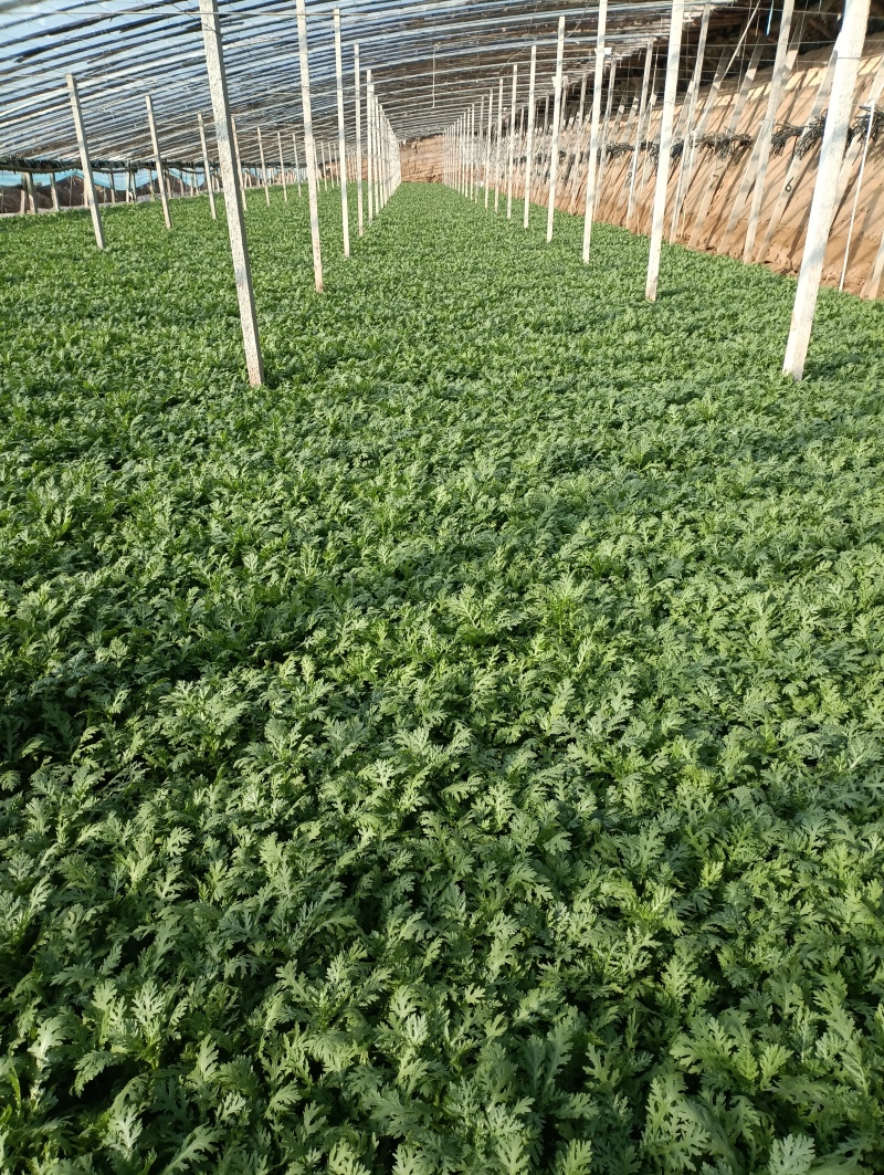 精品茼蒿菜