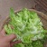 儿菜