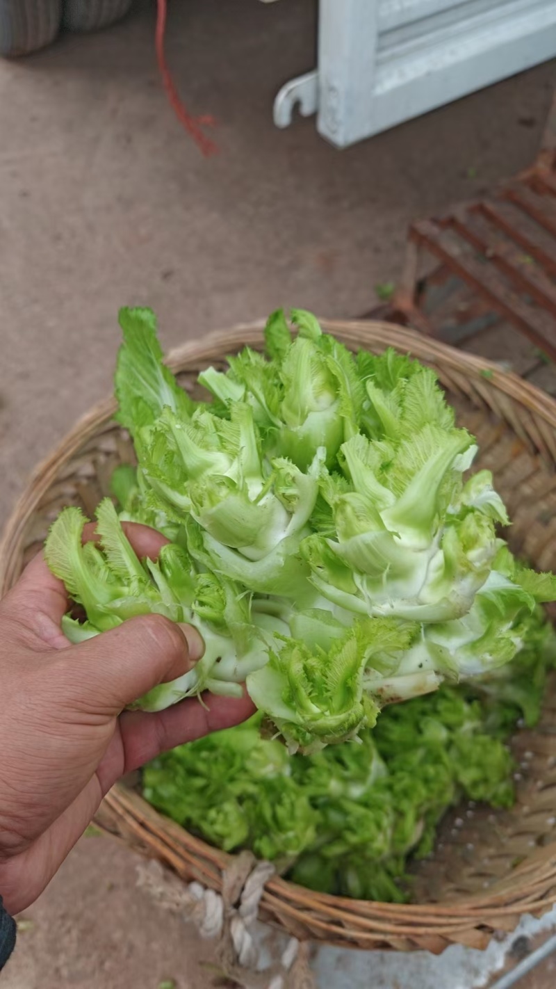 儿菜