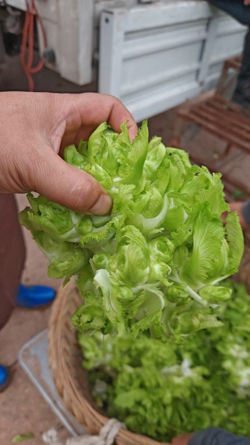 儿菜