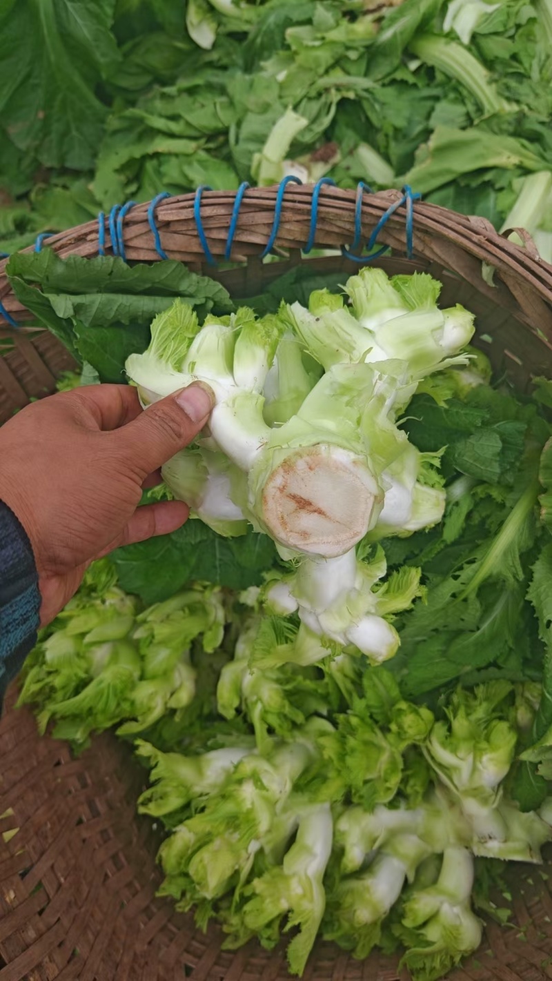 儿菜