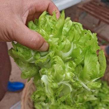 儿菜