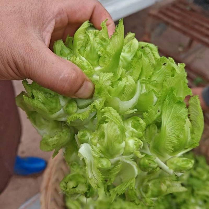 儿菜