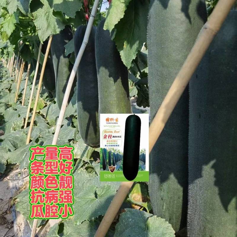 金柱黑皮冬瓜种子，颜色黑亮瓜条型好丰产，厂家直销招代理