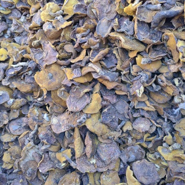 松蘑菇食用菌菇大块，干净品质上乘口感好杠杠黄营养丰富