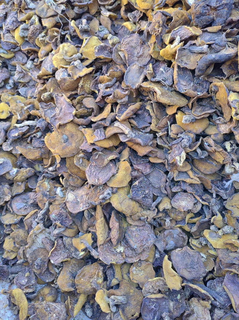 松蘑菇食用菌菇大块，干净品质上乘口感好杠杠黄营养丰富