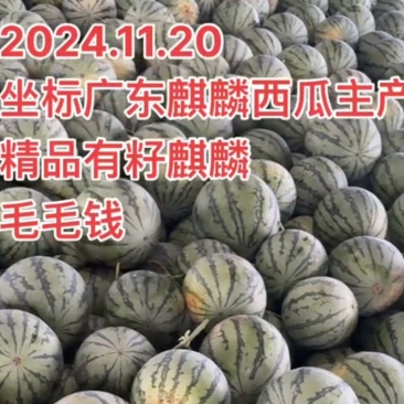 广东雷州麒麟西瓜麒麟美都西瓜通货高次瓜