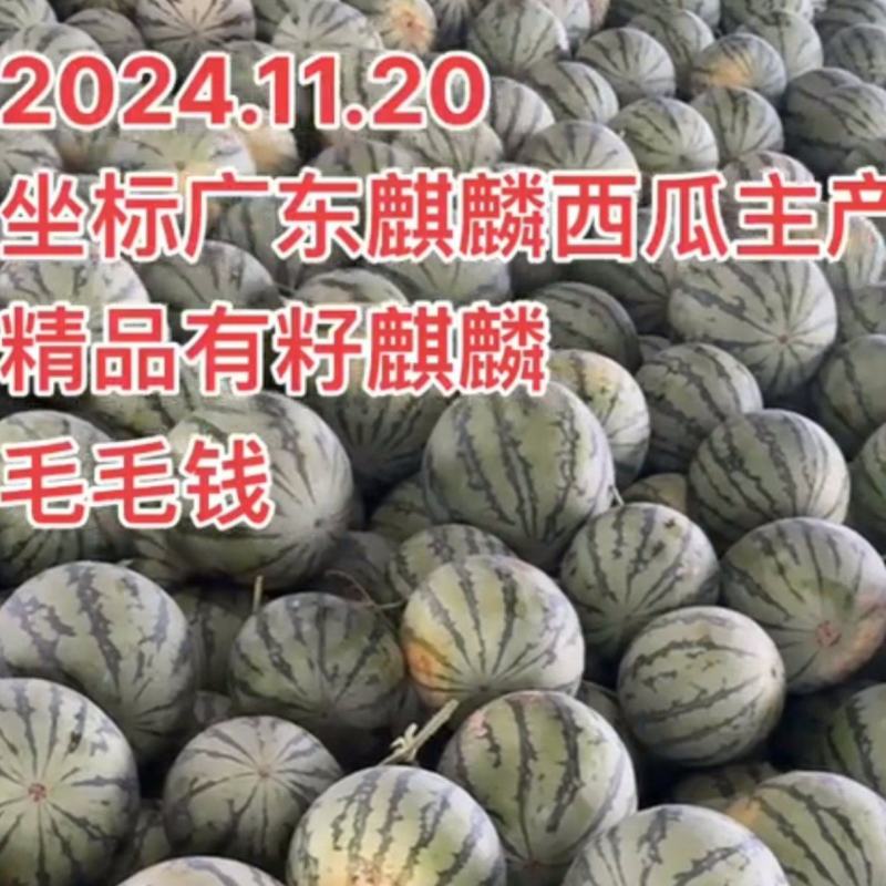 广东雷州麒麟西瓜麒麟美都西瓜通货高次瓜