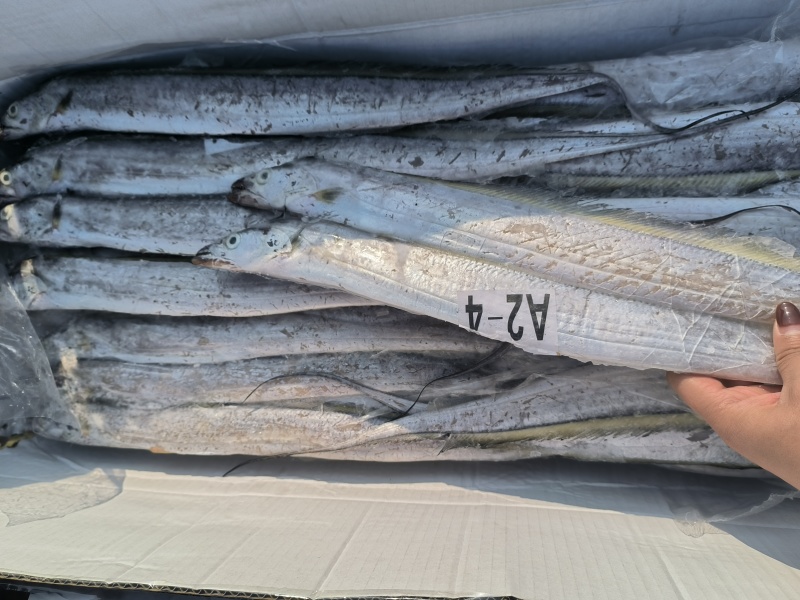3块多钱船冻带鱼！30斤一箱，便宜货来了