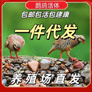 鹧鸪石鸡飞龙嘎啦鸡呱呱鸡美国鹧鸪石鸡沙斑鸡鹧鸪