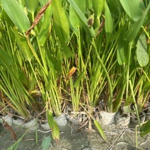 成都梭鱼草批发成都苗木基地供应各类规格梭鱼草基地
