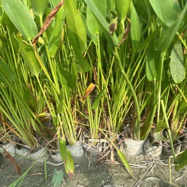 成都梭鱼草批发成都苗木基地供应各类规格梭鱼草基地