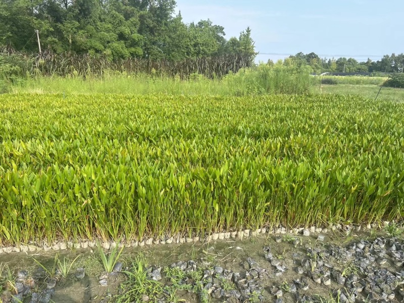 成都梭鱼草批发成都苗木基地供应各类规格梭鱼草基地