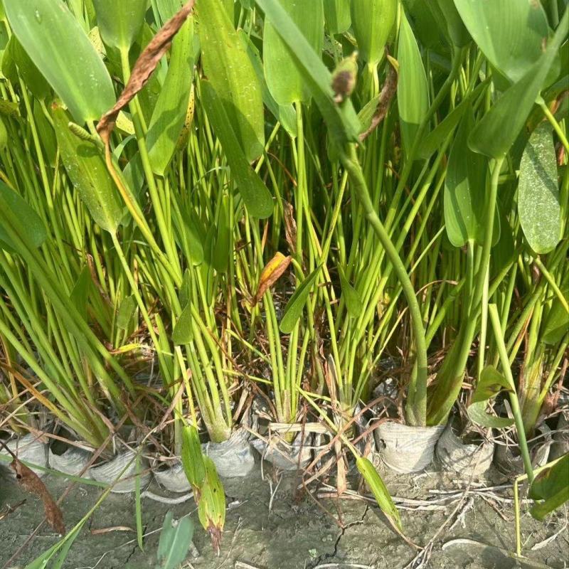 贵州梭鱼草批发贵州苗木基地供应各类规格梭鱼草基地