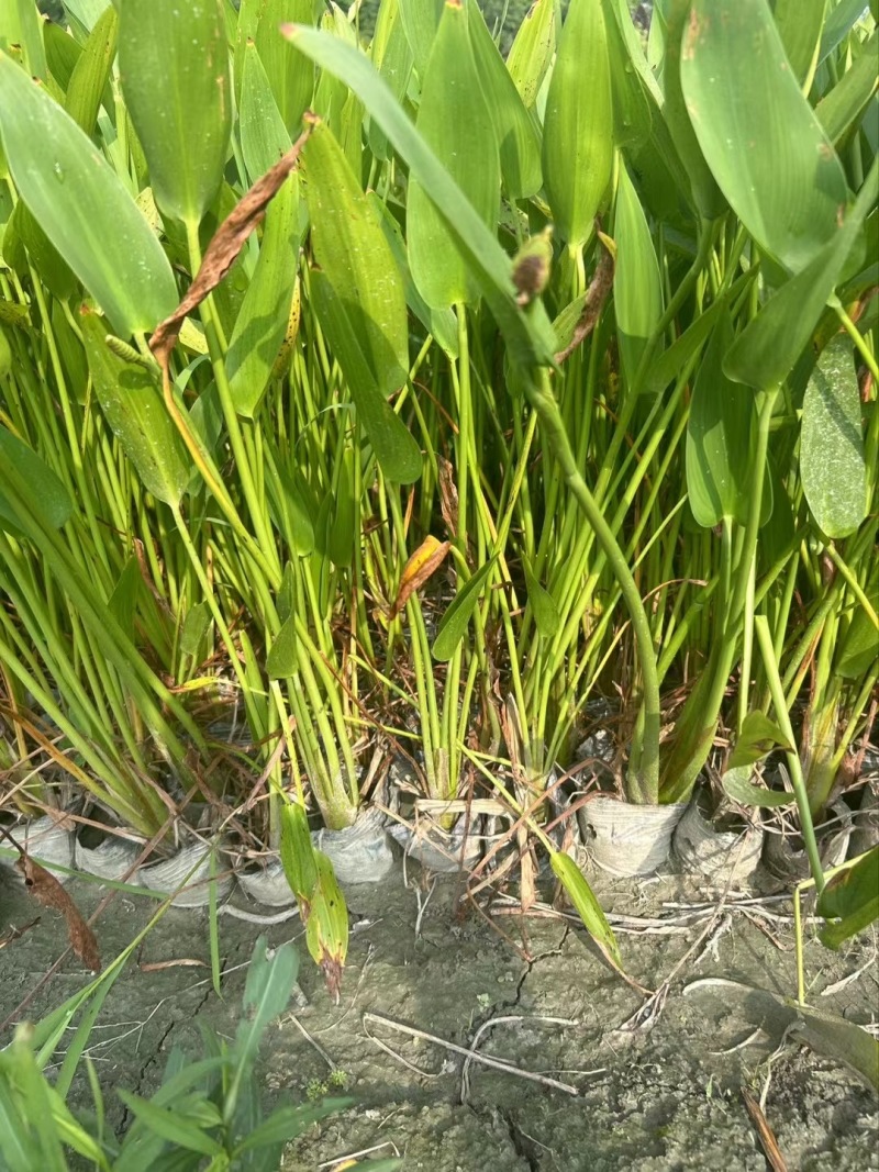 贵州梭鱼草批发贵州苗木基地供应各类规格梭鱼草基地