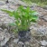 成都柳叶马鞭草批发成都苗木基地供应各类规格柳叶马鞭草基