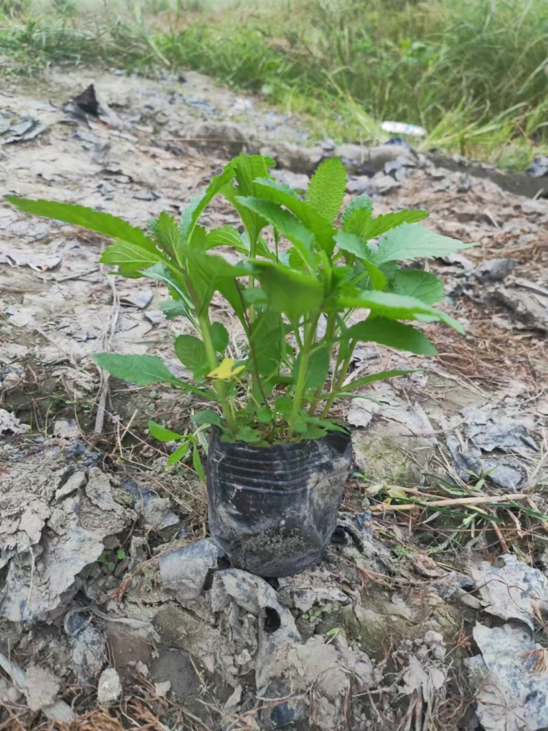 成都柳叶马鞭草批发成都苗木基地供应各类规格柳叶马鞭草基