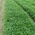 成都柳叶马鞭草批发成都苗木基地供应各类规格柳叶马鞭草基