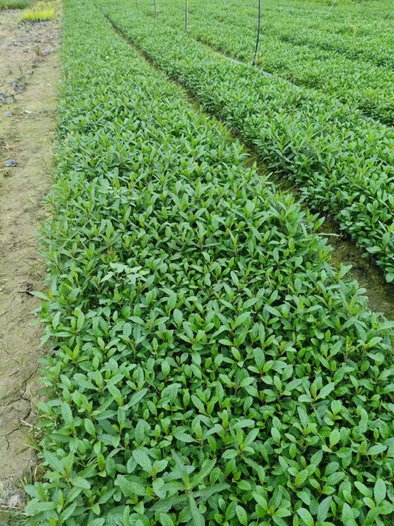 成都柳叶马鞭草批发成都苗木基地供应各类规格柳叶马鞭草基