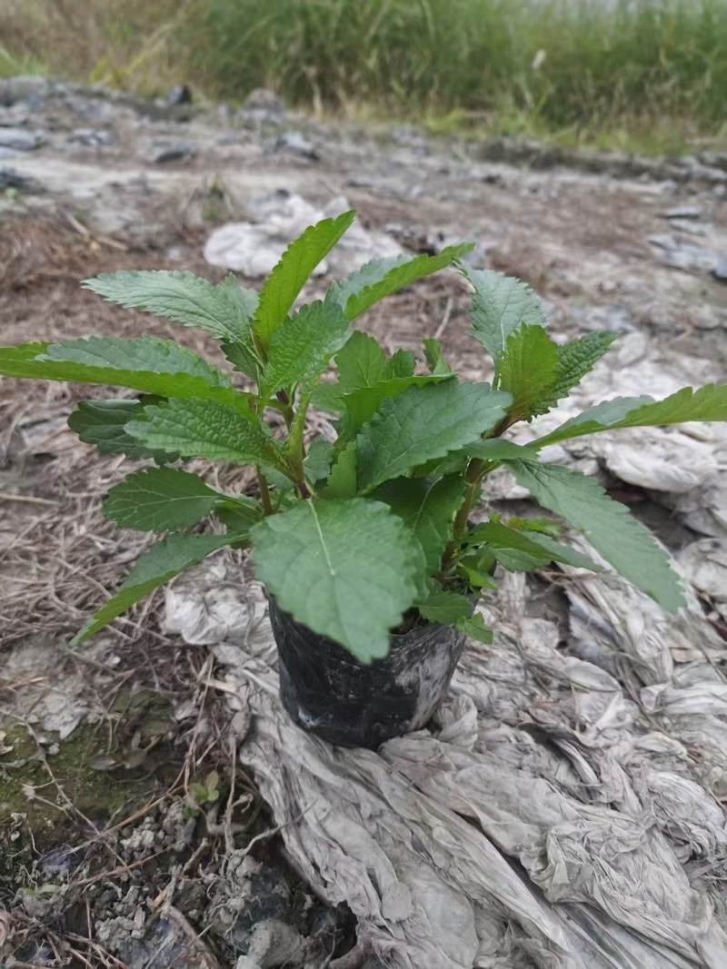 成都柳叶马鞭草批发成都苗木基地供应各类规格柳叶马鞭草基