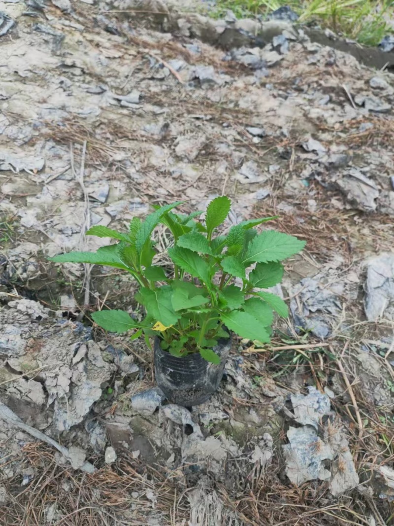 成都柳叶马鞭草批发成都苗木基地供应各类规格柳叶马鞭草基
