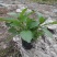 贵州柳叶马鞭草批发贵州苗木基地供应各类规格柳叶马鞭草基