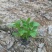 贵州柳叶马鞭草批发贵州苗木基地供应各类规格柳叶马鞭草基