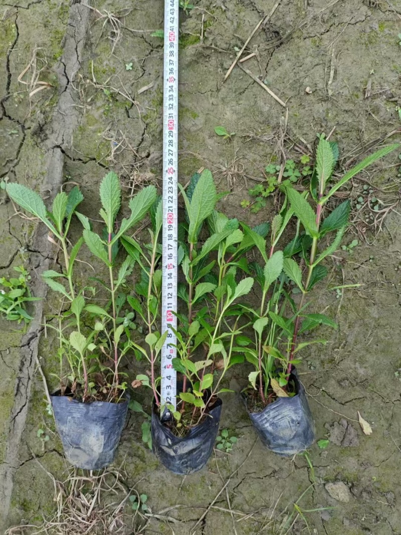 贵州柳叶马鞭草批发贵州苗木基地供应各类规格柳叶马鞭草基