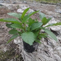 重庆柳叶马鞭草批发重庆苗木基地供应各类规格柳叶马鞭草基