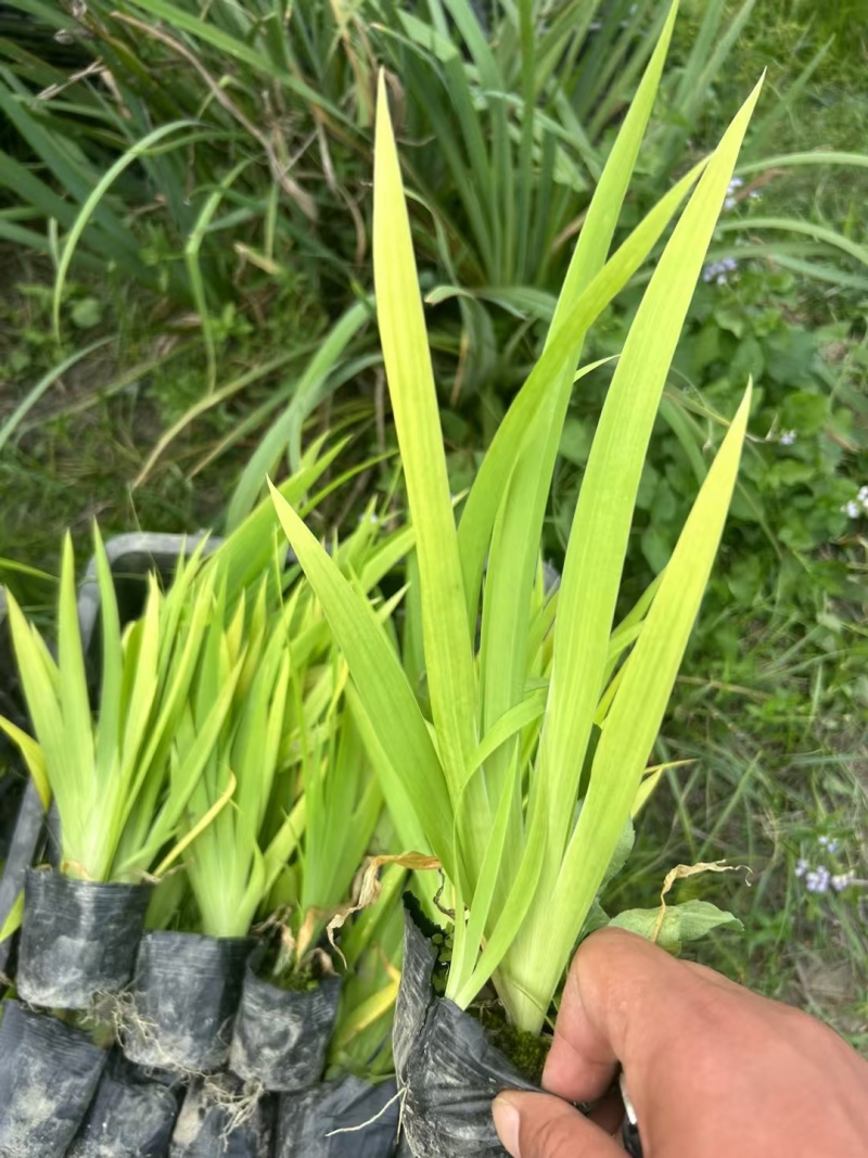 贵州常绿鸢尾批发贵州苗木基地供应各类规格常绿鸢尾基地