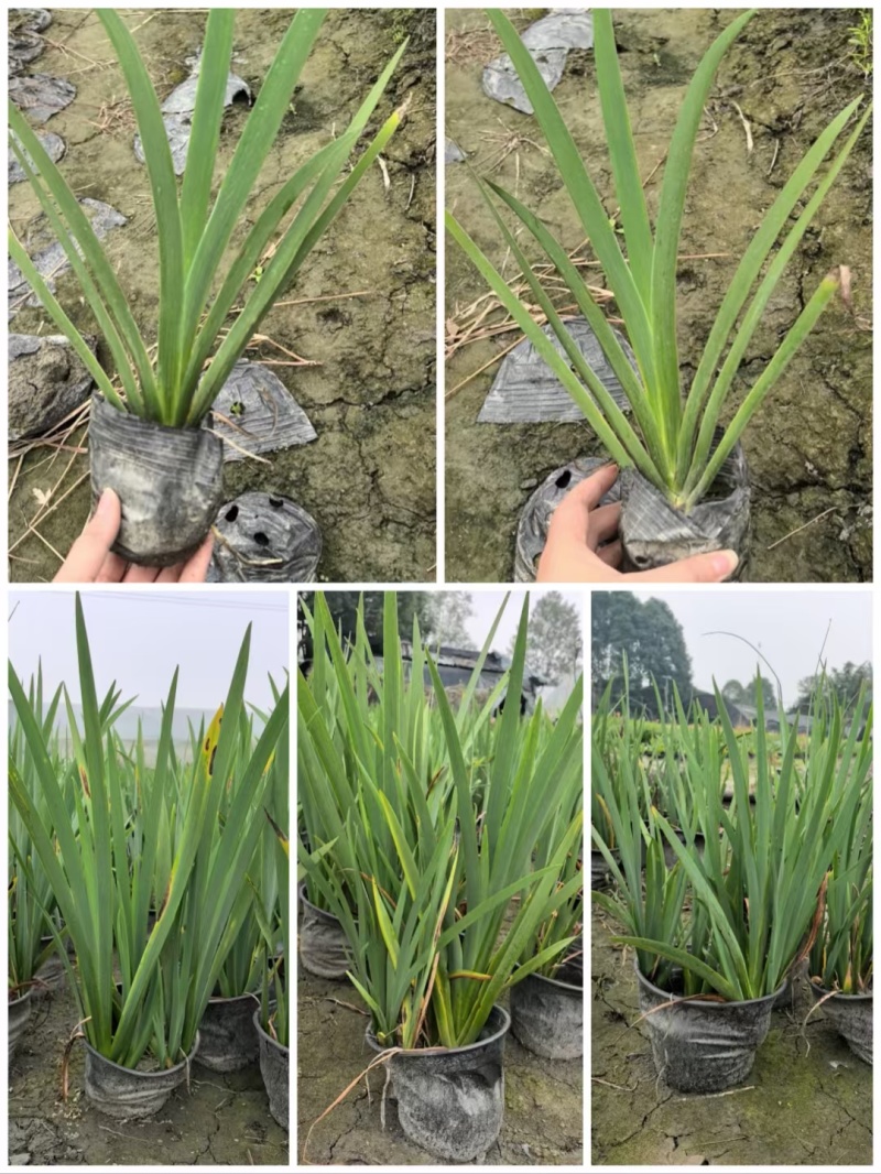 重庆常绿鸢尾批发重庆苗木基地供应各类规格常绿鸢尾基地