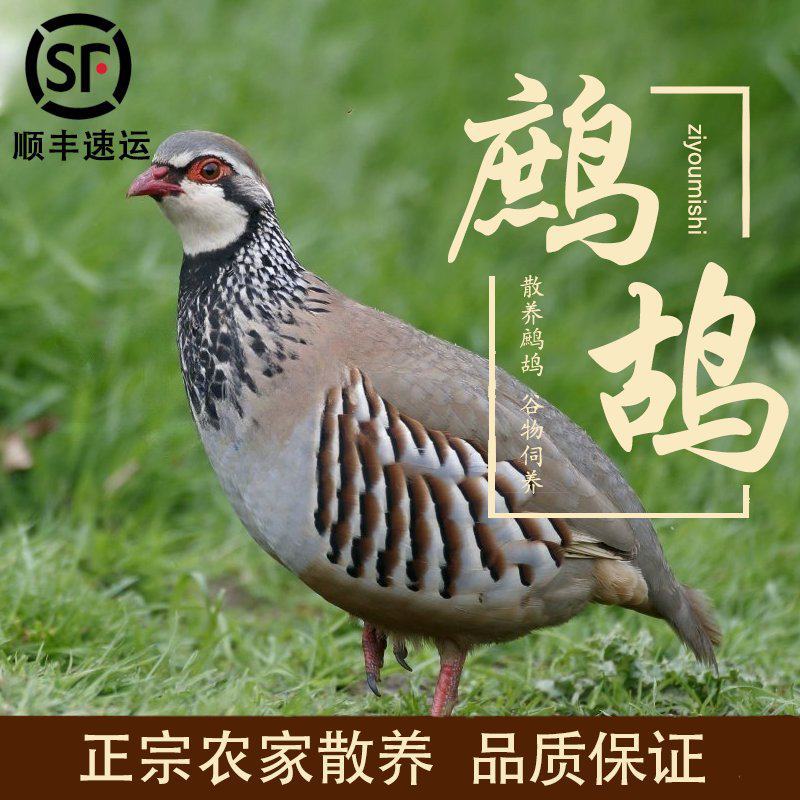鹧鸪飞龙石鸡白条活体都有，80左右，7两以上白条6两以上