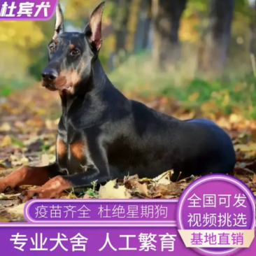 德系杜宾犬幼犬